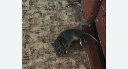 Дезинфекция от мышей в Алексеевке
