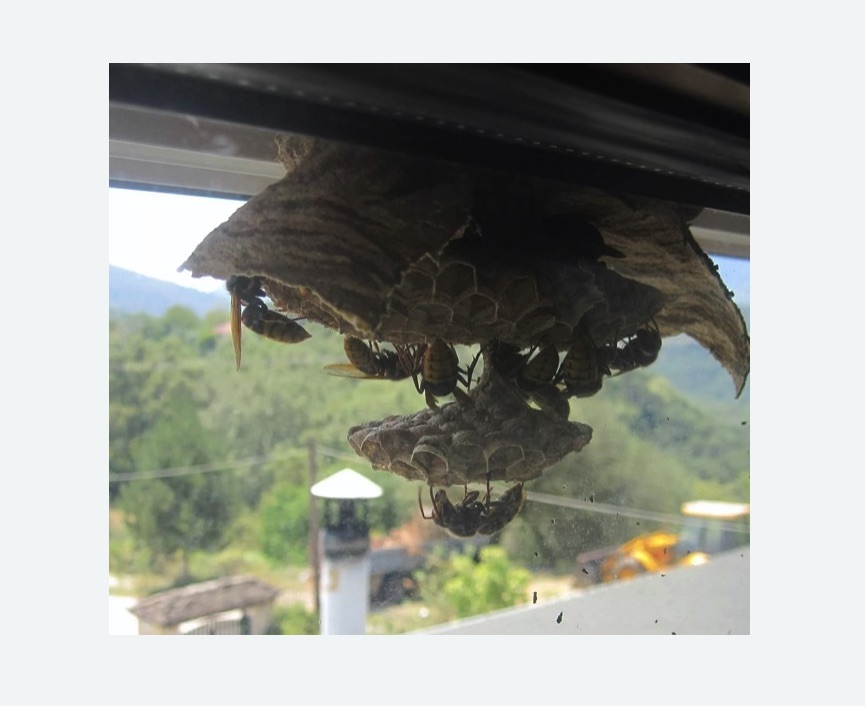 Уничтожение гнёзд шершней в Алексеевке