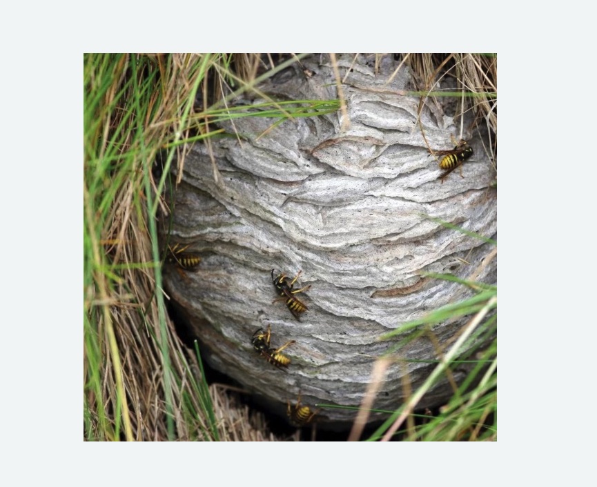 Уничтожение ос и ульев в Алексеевке